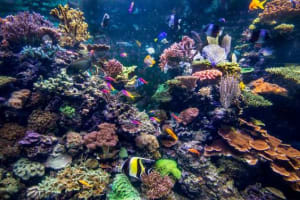 Top 10 Things To Do In Lakshadweep While Visiting Via Cruise! 6 lakshadweep